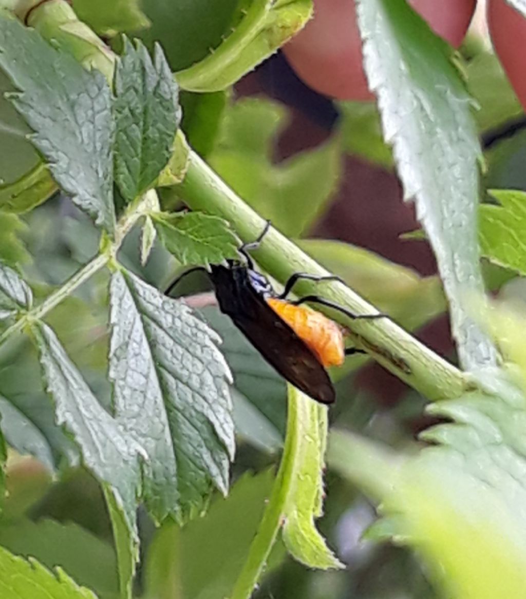 Corpo arancione e nero. cos''? Argidae, Arge pagana