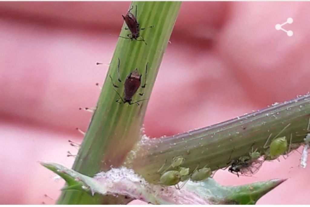 Aphididae: cfr. (Uroleucon sp.  e Hyperomyzus sp.)