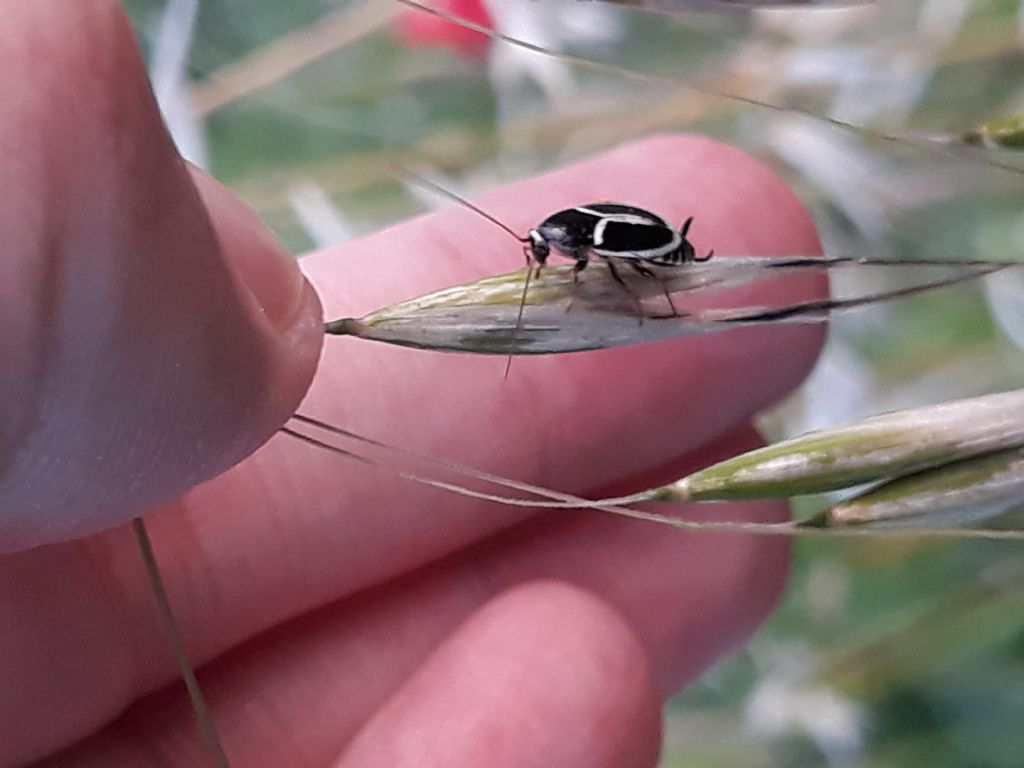 Insetto bianco e nero:  Phyllodromica marginata (Blattellidae Ectobiinae)