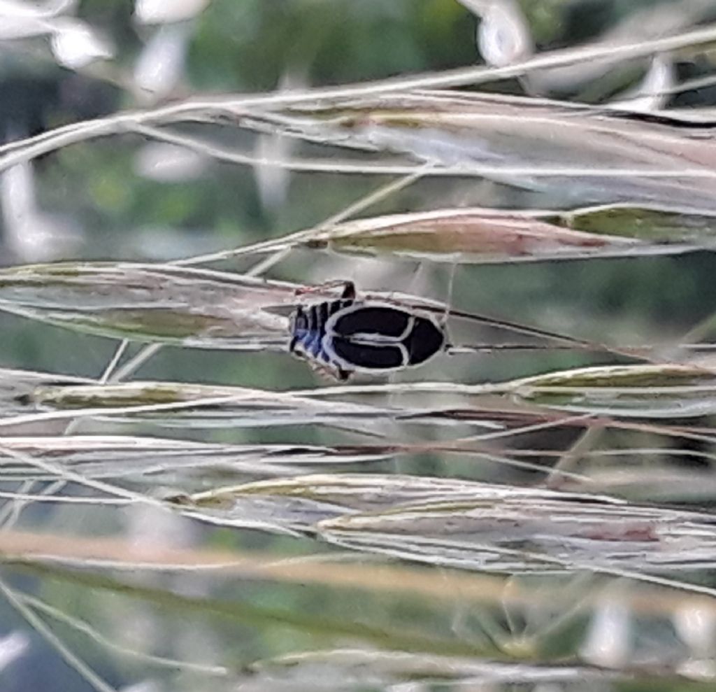 Insetto bianco e nero:  Phyllodromica marginata (Blattellidae Ectobiinae)