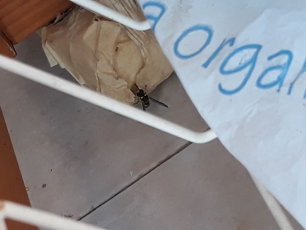 Vespa (Vespidae Eumeninae) che scava nel vaso. Preoccupante? No, cerca fango per il nido