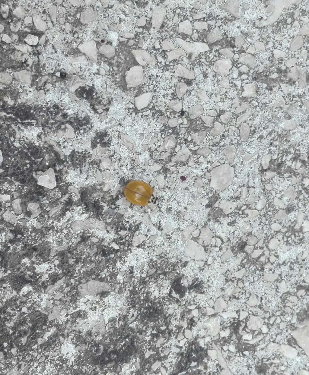 Coccinella senza puntini neri: cos''?  Harmonia axyridis !