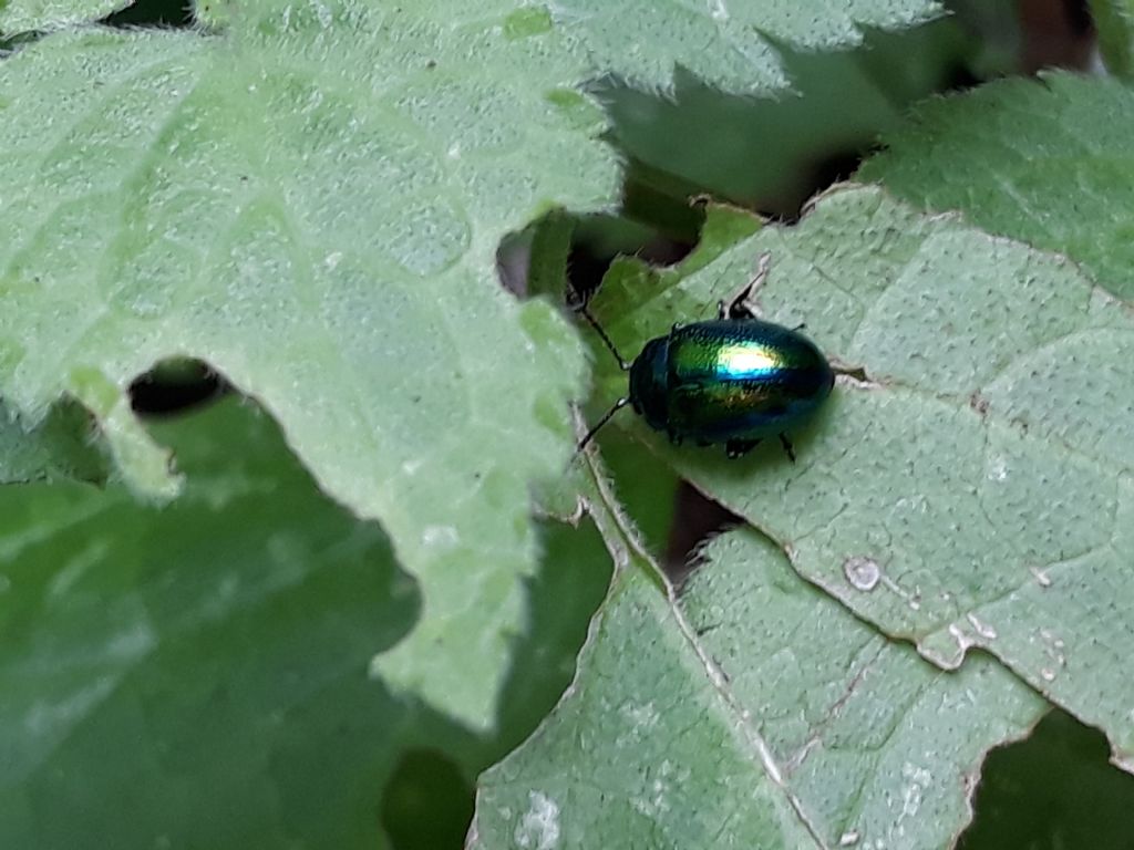 Chrysomelidae: Chrysolina fastuosa