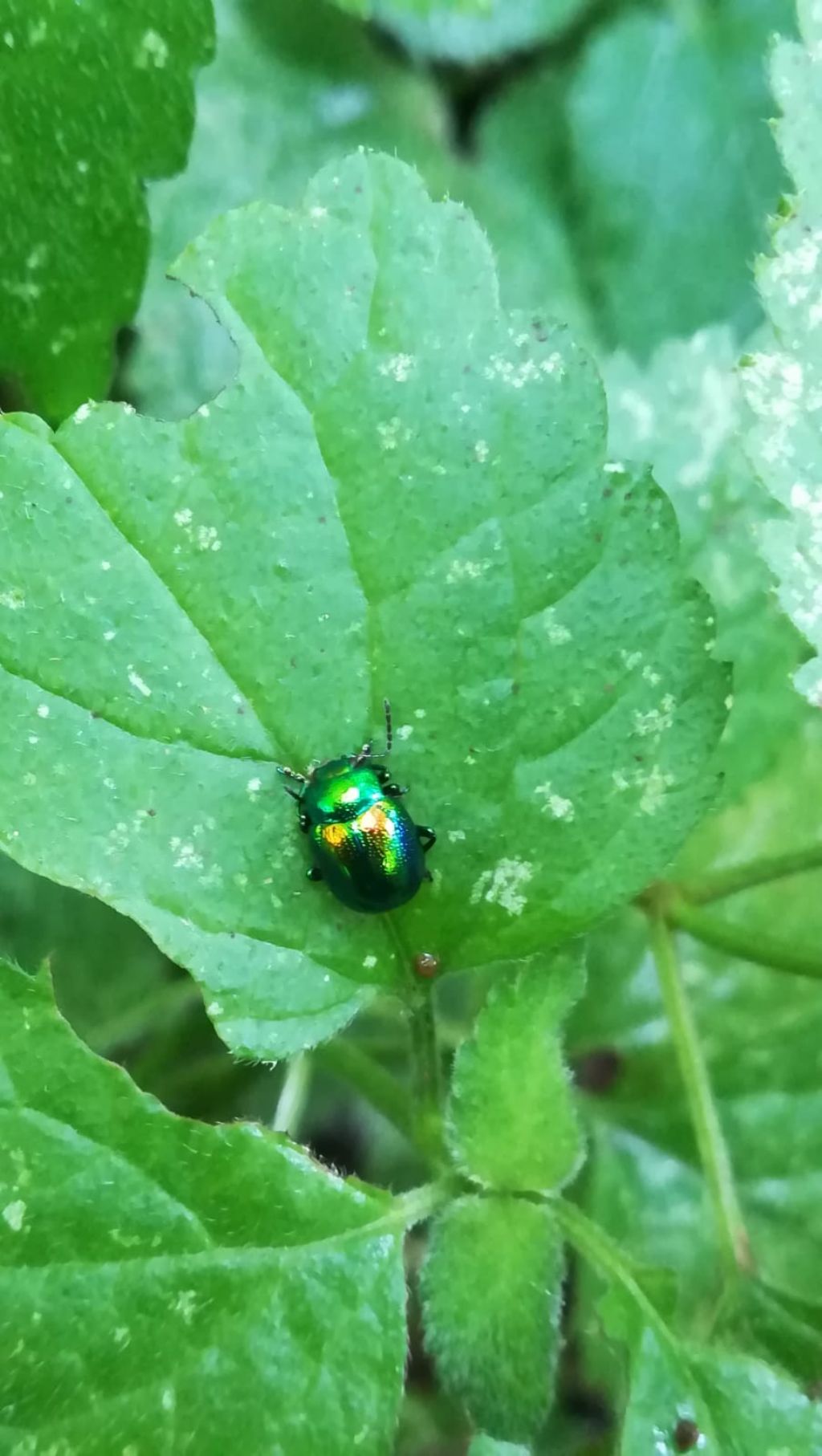 coleottero molto colorato. cos''? Chrysomelidae, Chrysolina fastuosa
