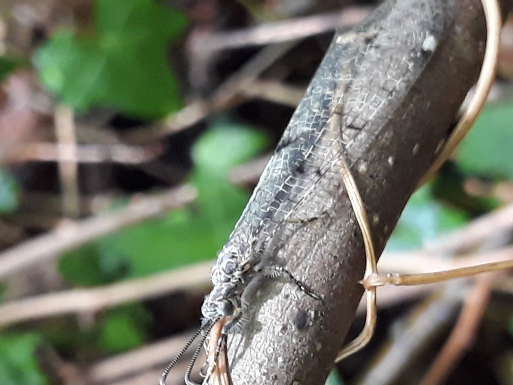 Myrmeleontidae: Distoleon tetragrammicus