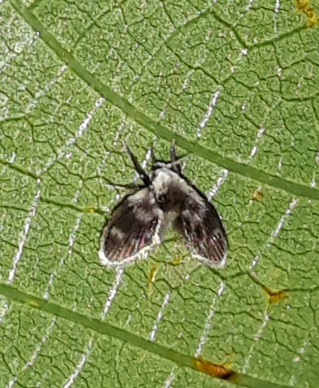 Psychodidae: Clogmia?....Psychodidae Psychodinae, gen. non  determinabile