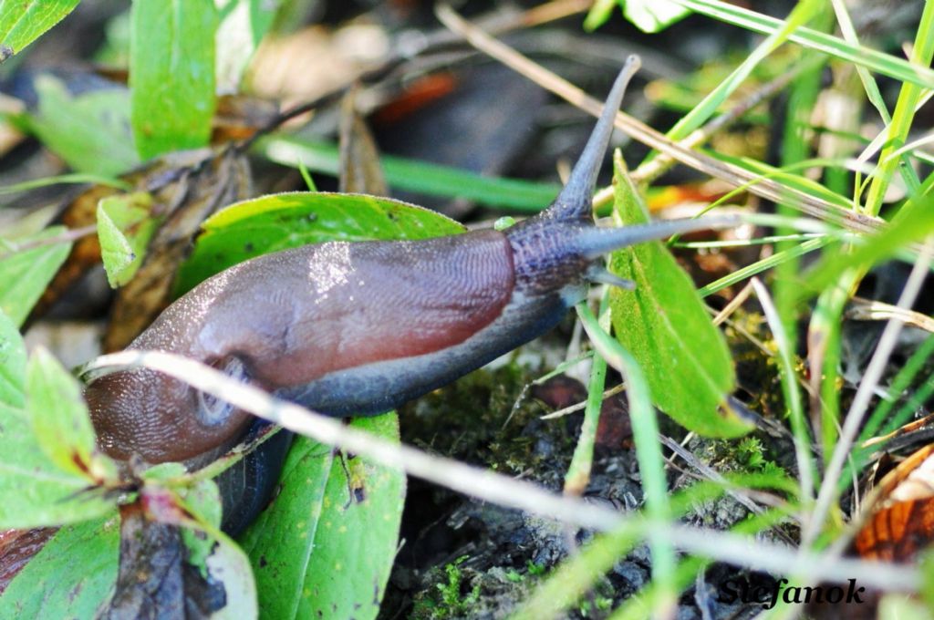 Limax dacampi-gruppo dei laghetti delle Nognere-Muggia (TS)