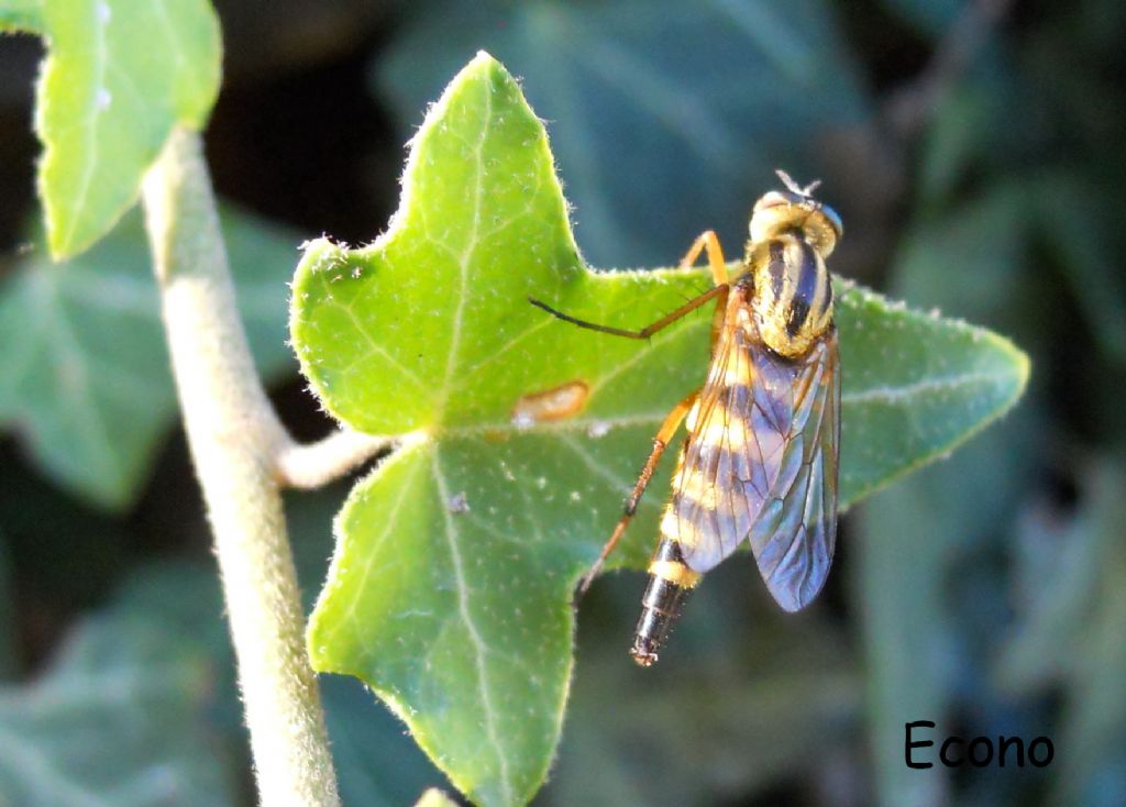 Thereva aurata