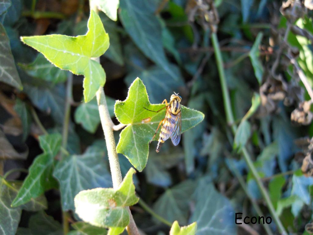 Thereva aurata