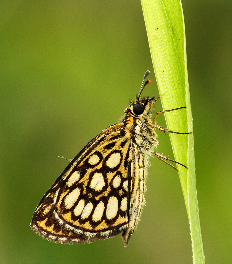 identificazione farfalla