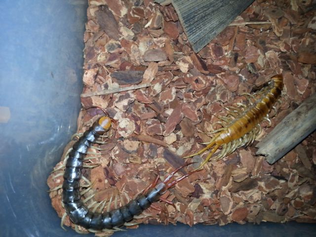 scolopendra subspinipes muta?