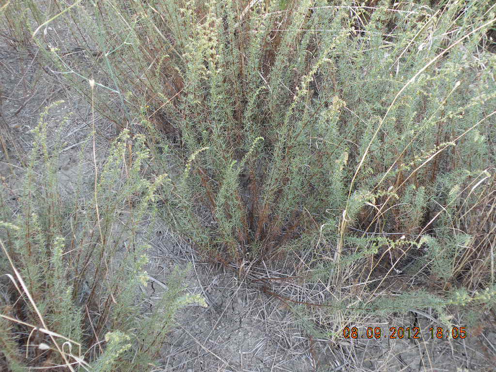 Artemisia campestris subsp. variabilis e Dittrichia viscosa