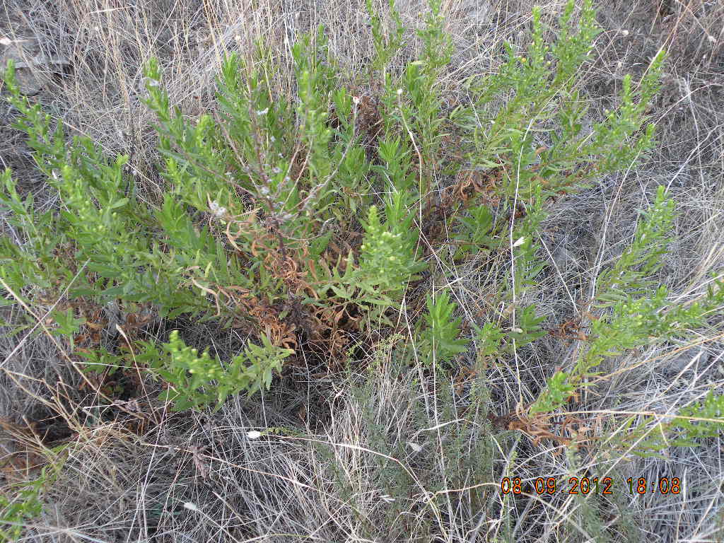 Artemisia campestris subsp. variabilis e Dittrichia viscosa