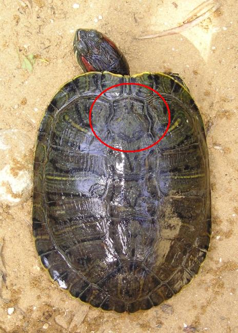 Trachemys spp.  della pianura modenese