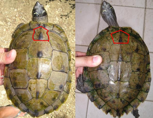 Trachemys spp.  della pianura modenese