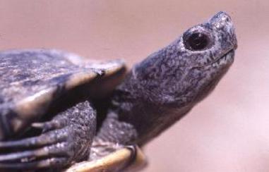 Tartaruga da identificare