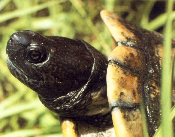 Tartaruga da identificare