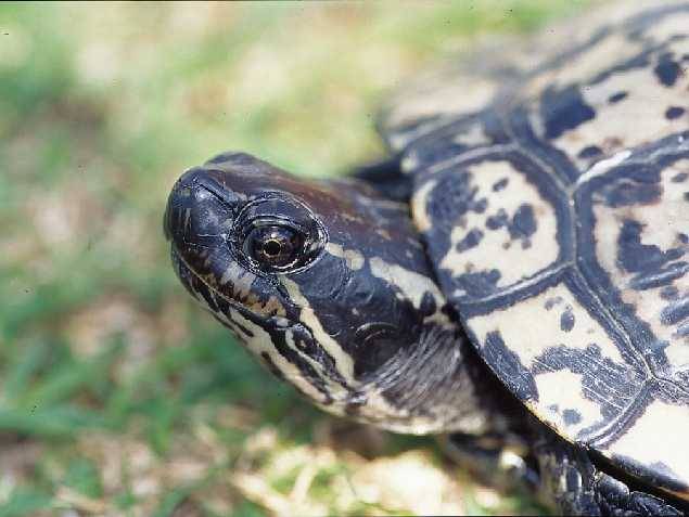 Tartaruga da identificare