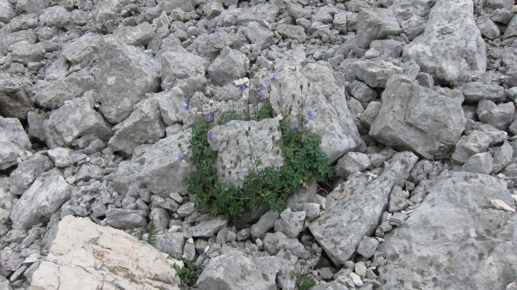 Aquilegia da determinare