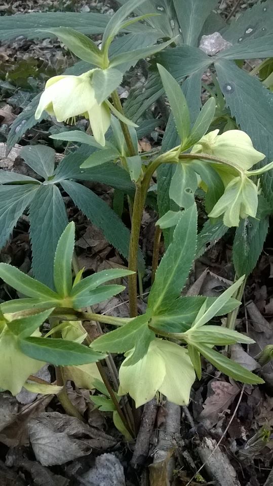 Helleborus viridis (Ranunculaceae)
