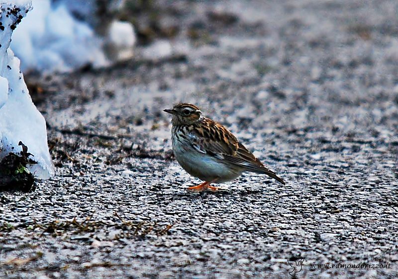 rebus identificazione