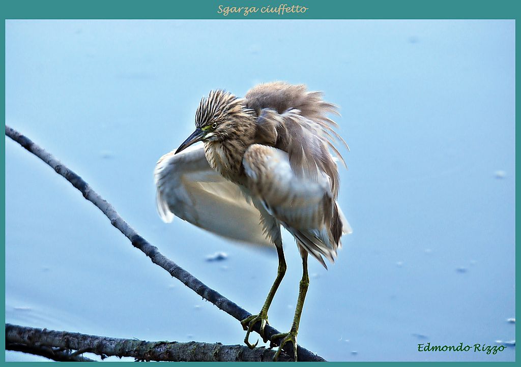 Sgarza ciuffetto ....... rilassata