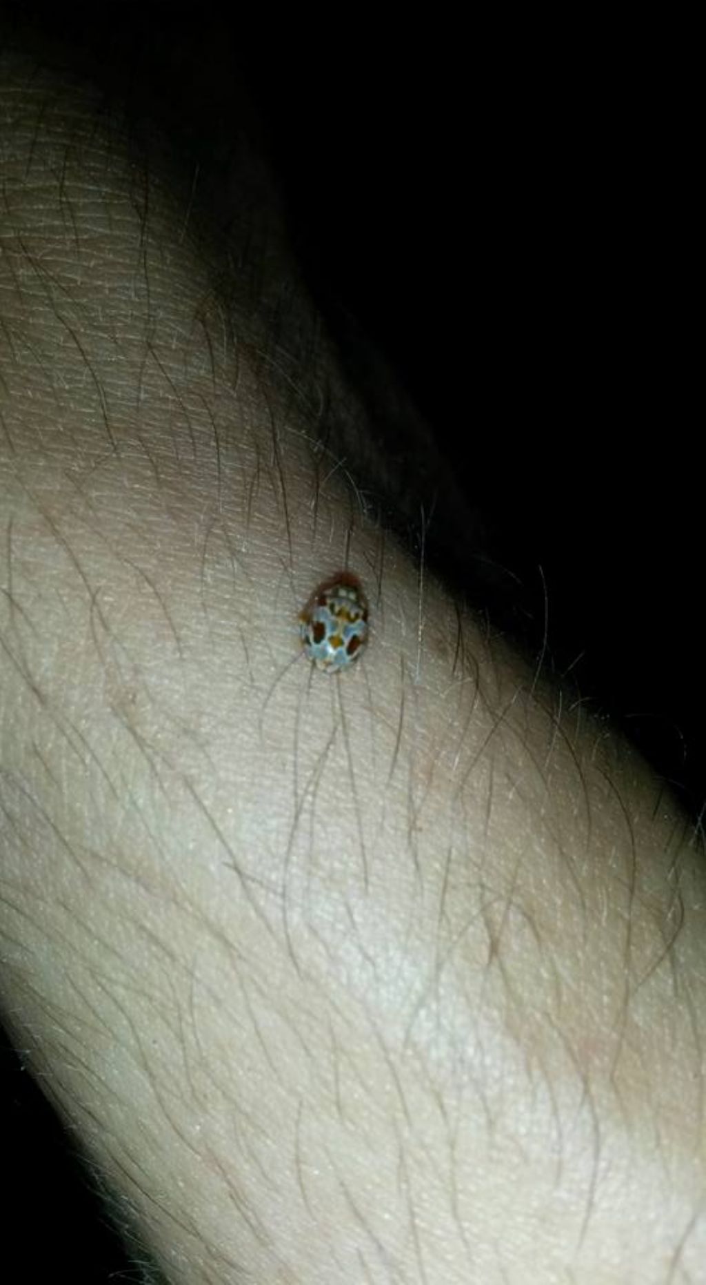 Myrrha octodecimguttata ssp. formosa, Coccinellidae