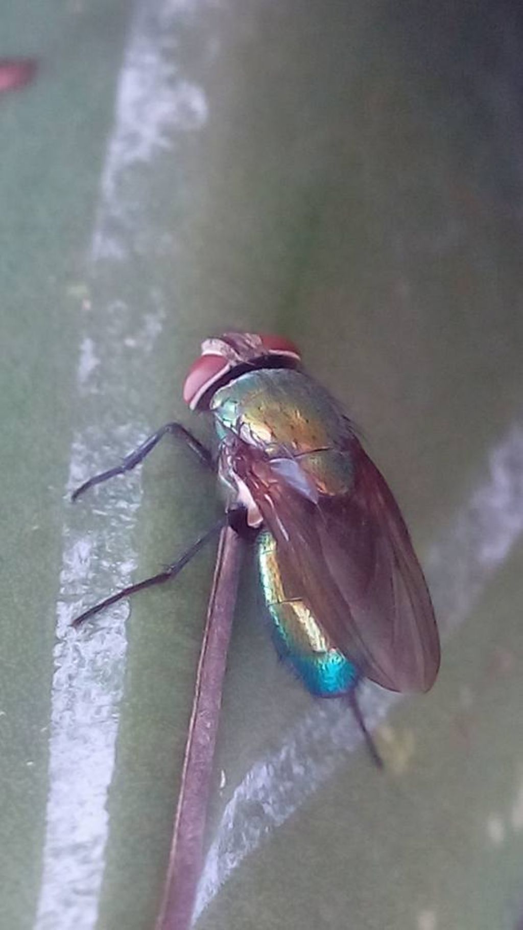 femmina di Lucilia (Calliphoridae) del gruppo caesar/illustris (cfr.)