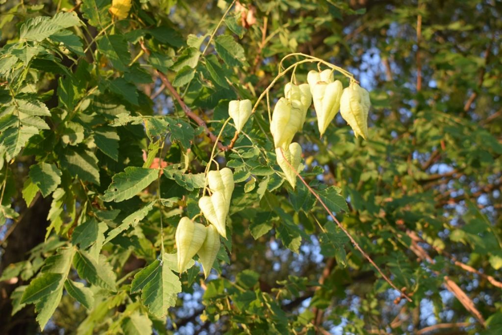 Koelreuteria paniculata, neofita casuale
