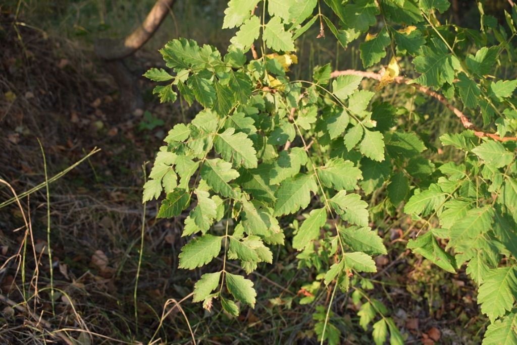 Koelreuteria paniculata, neofita casuale