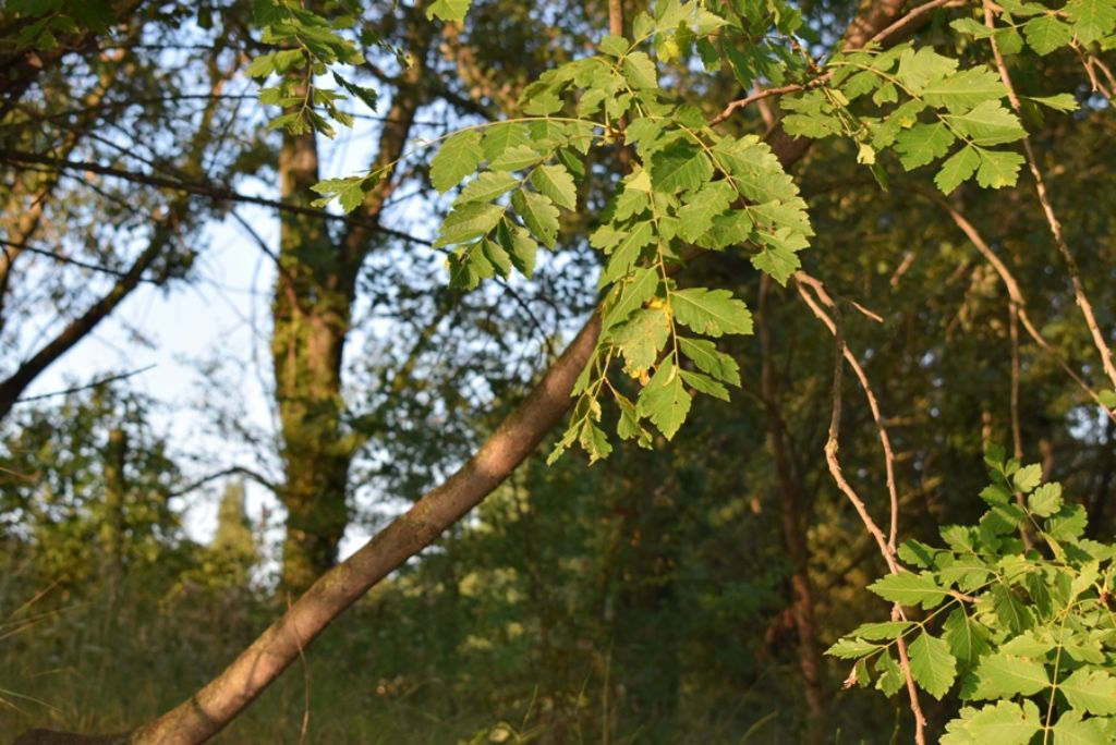 Koelreuteria paniculata, neofita casuale