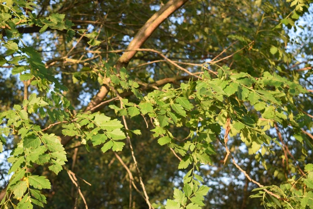 Koelreuteria paniculata, neofita casuale