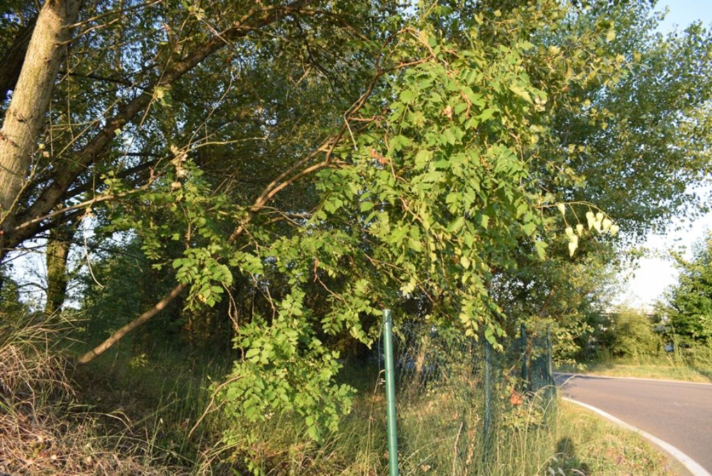 Koelreuteria paniculata, neofita casuale