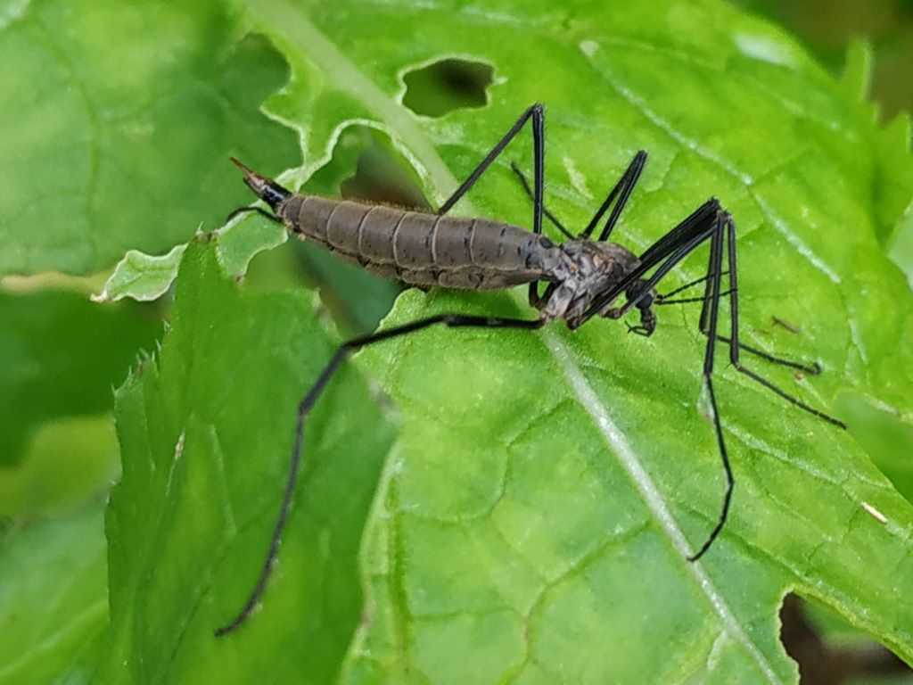 Tipula (Pterelachisus) berteii, femmina