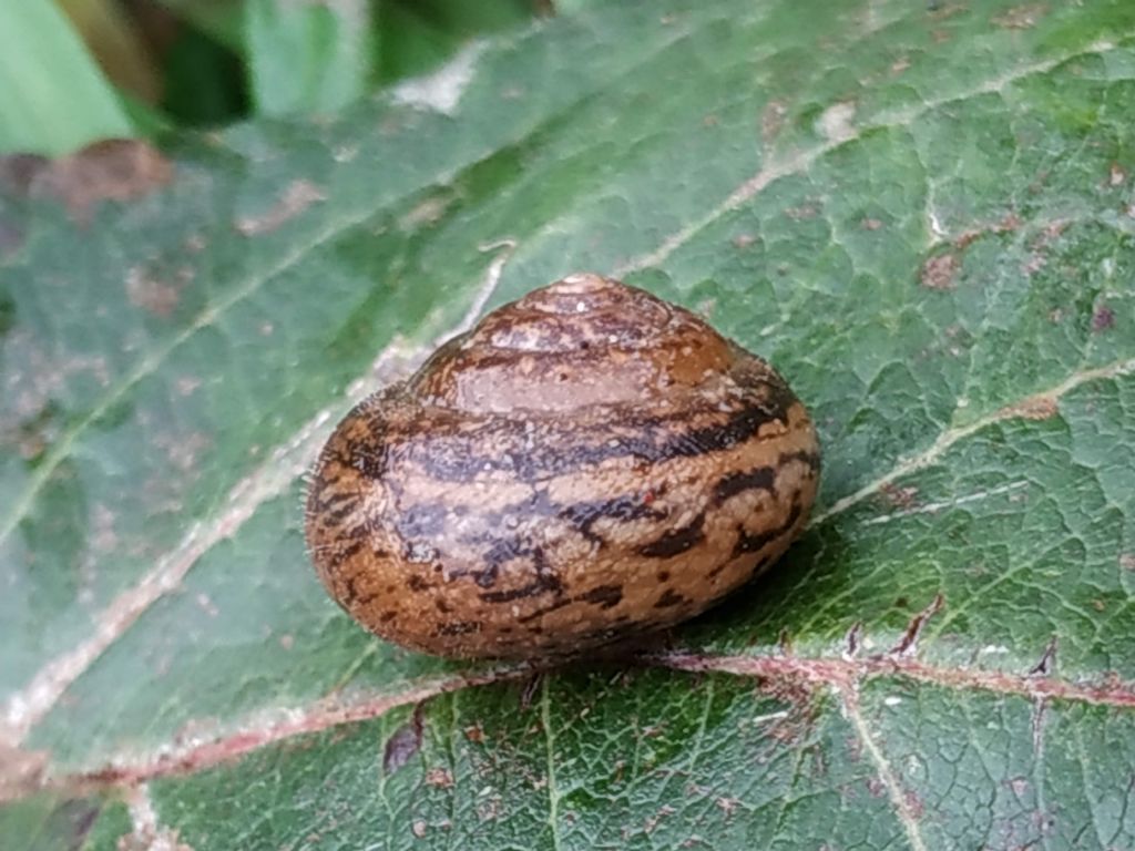 Helicida da determinare