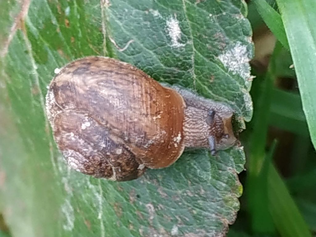 Helicida da determinare