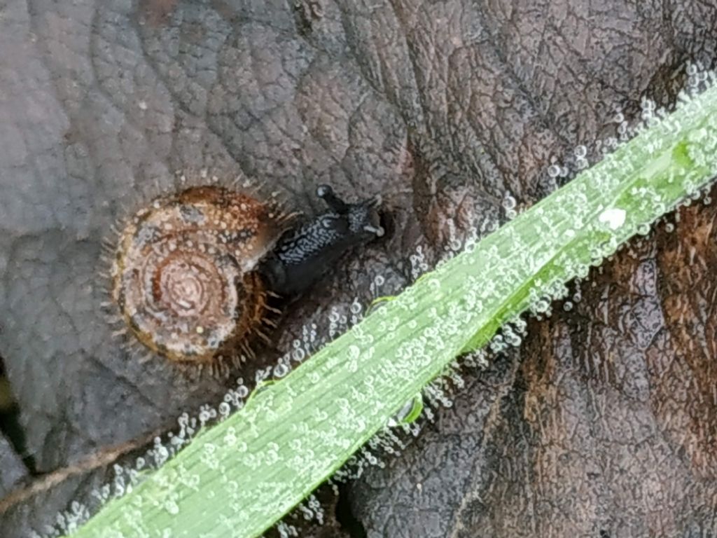 Helicida da determinare