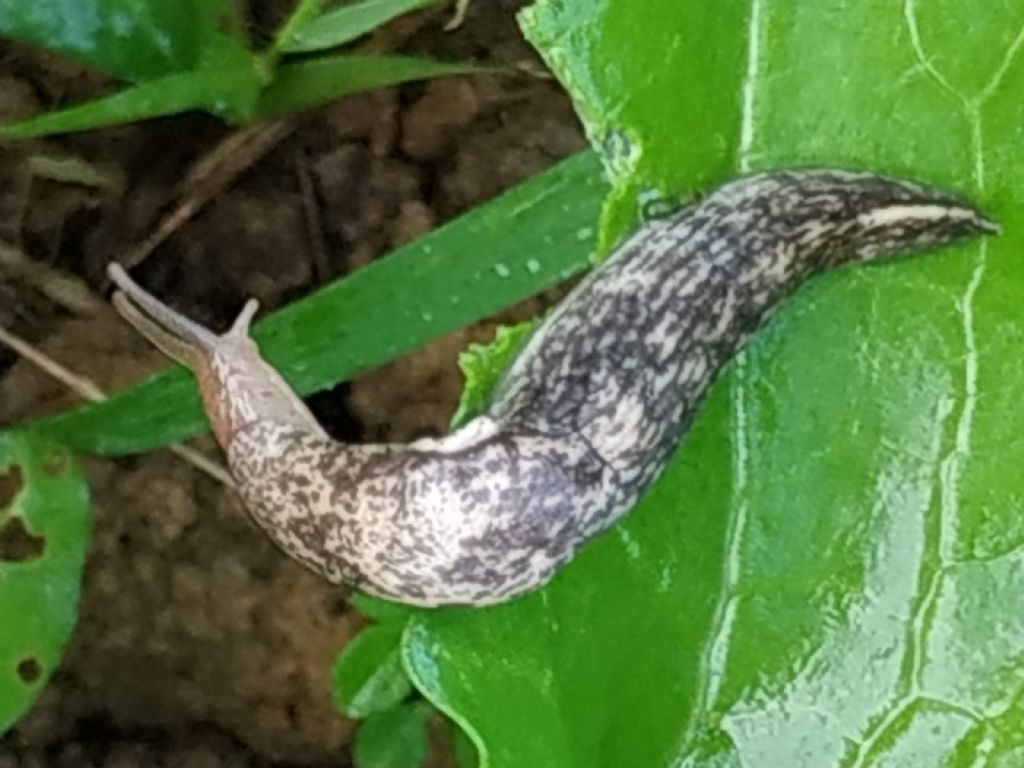 Limax da identificare - Deroceras cf. reticulatum