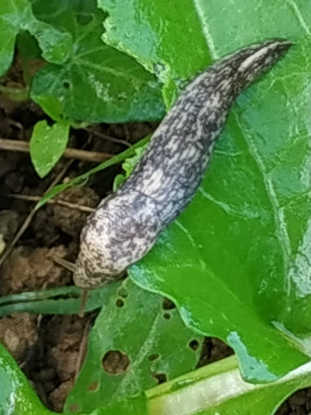 Limax da identificare - Deroceras cf. reticulatum