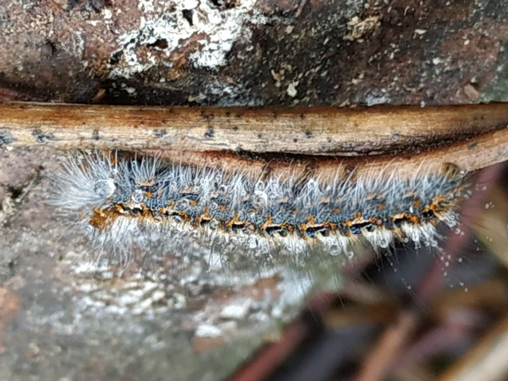 larva di Lasiocampa quercus?  S !