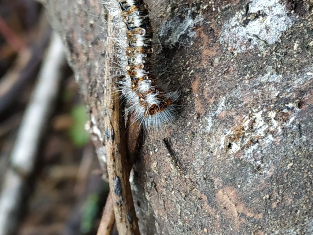 larva di Lasiocampa quercus?  S !