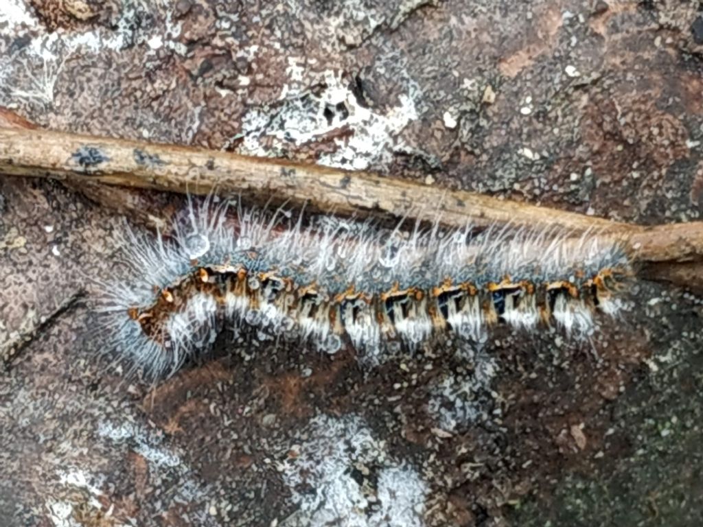 larva di Lasiocampa quercus?  S !