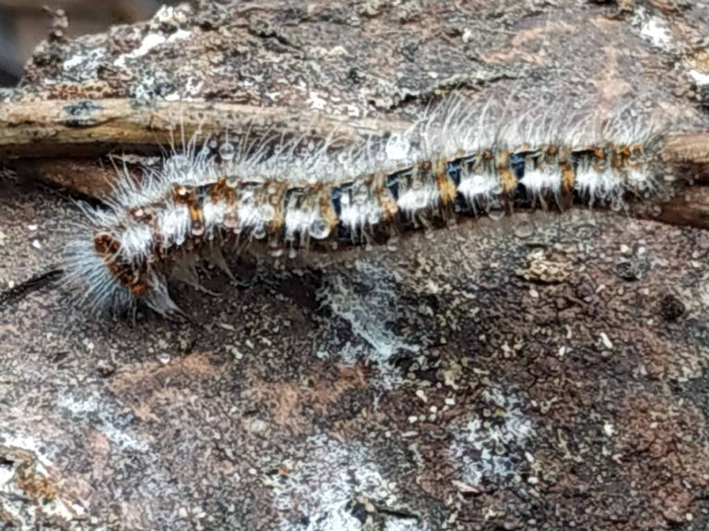 larva di Lasiocampa quercus?  S !