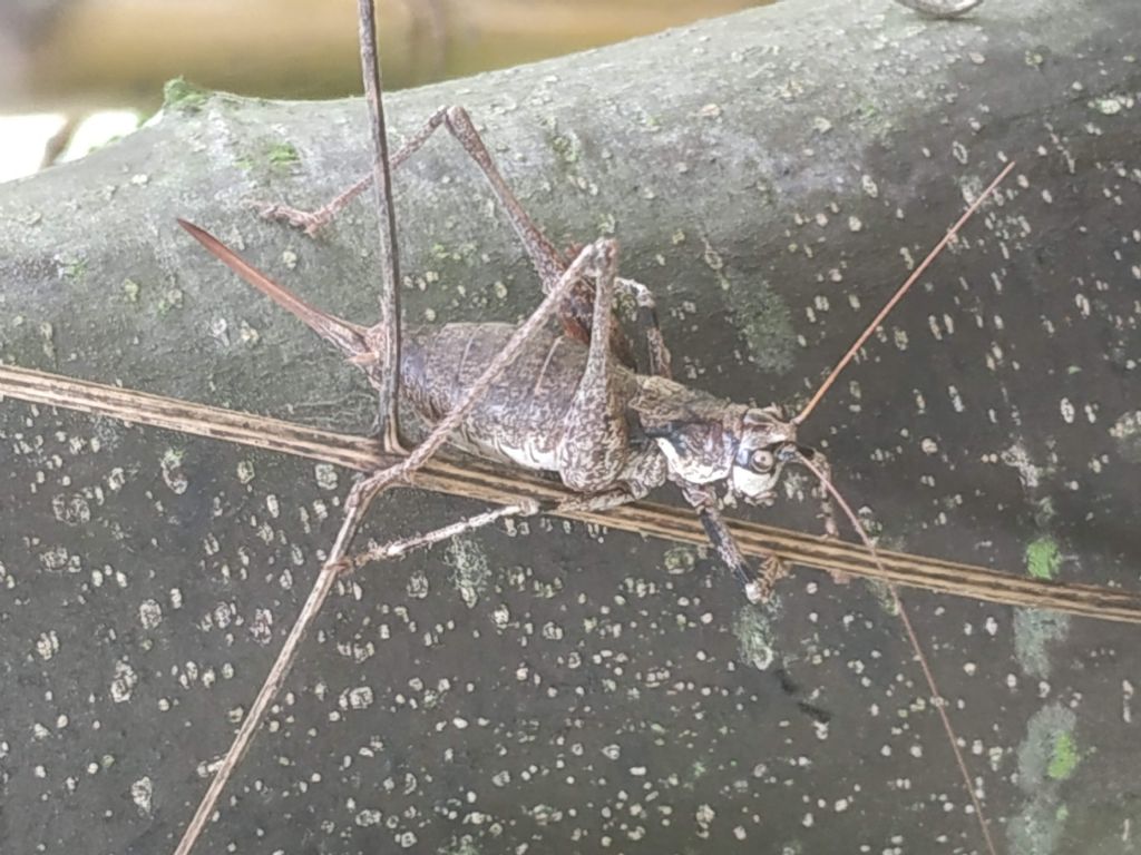 Antaxius - quale?  Antaxius (Chopardius) pedestris, femmina