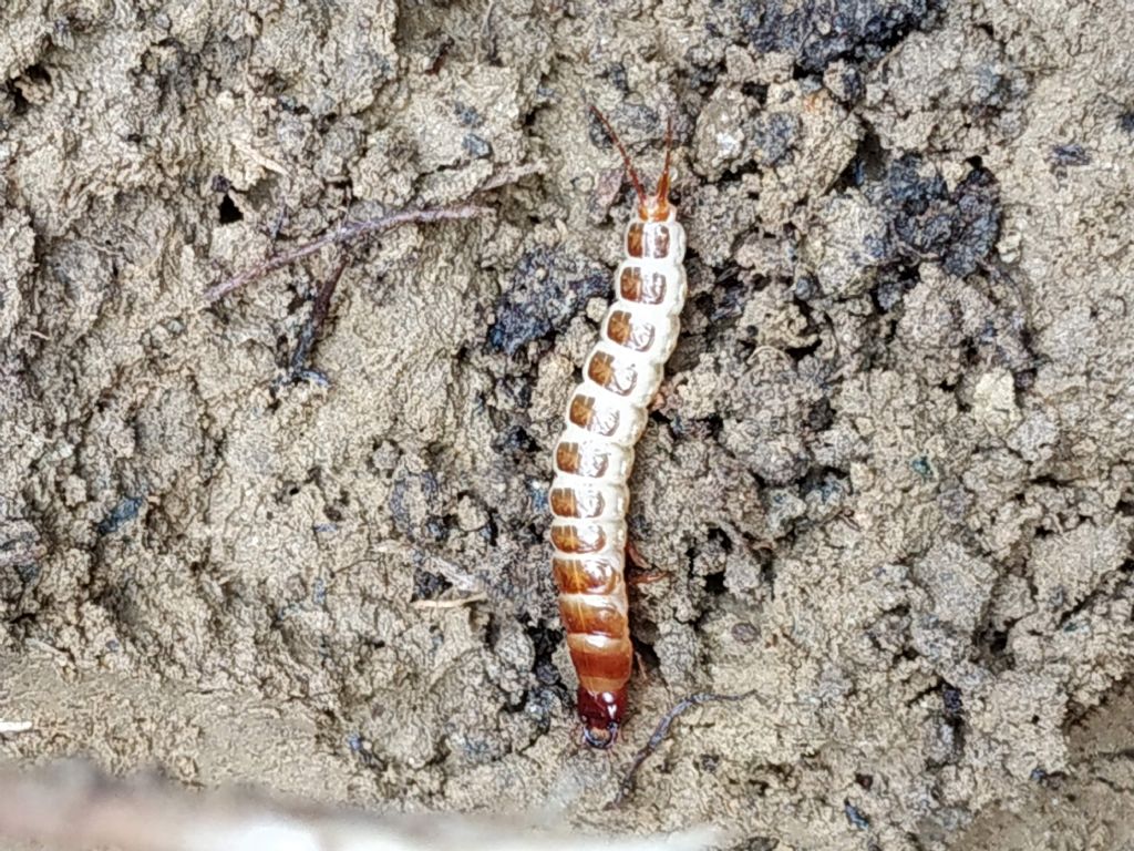 larva Carabidae: ?