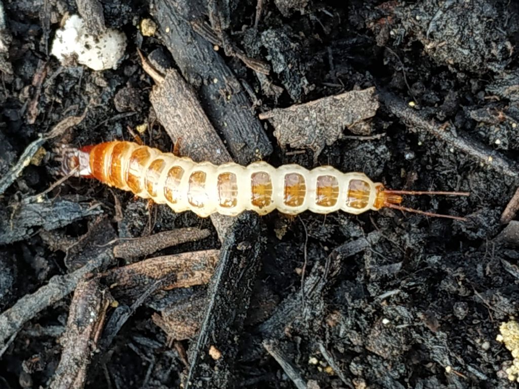 larva Carabidae: ?