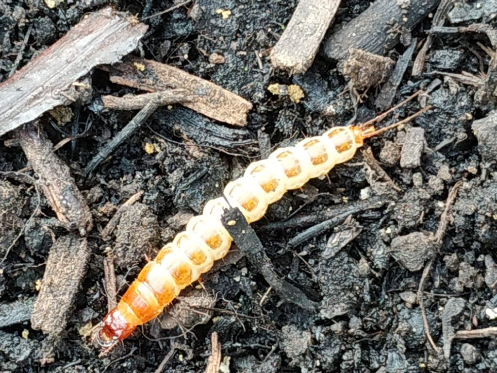 larva Carabidae: ?