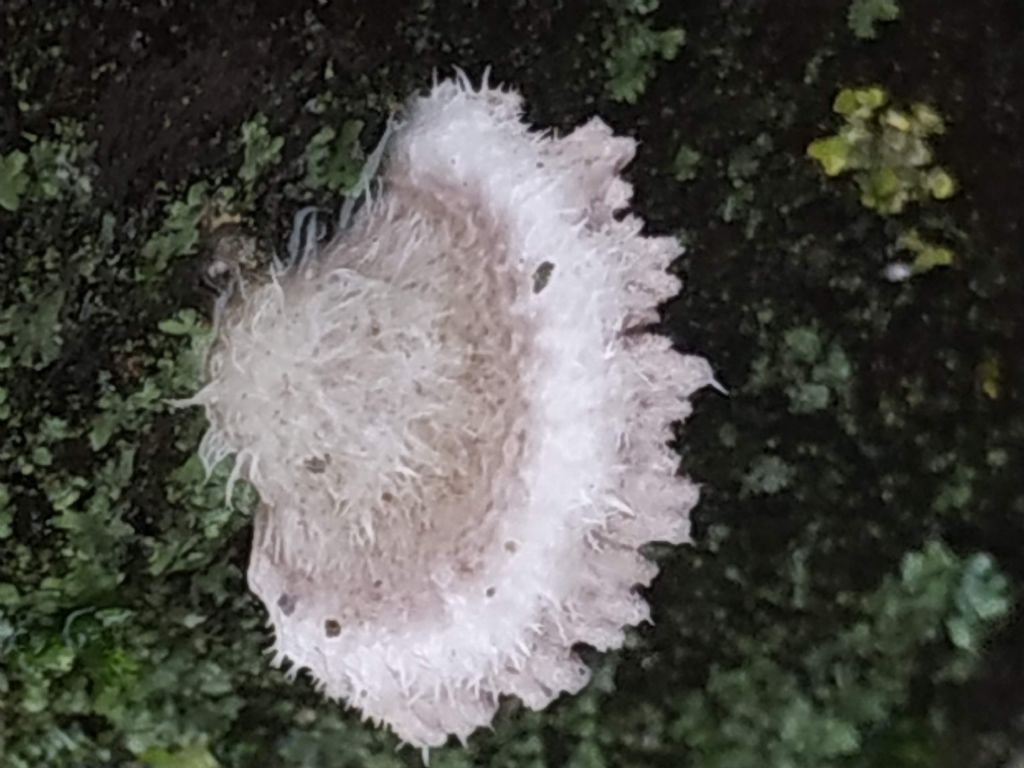 Da identificare