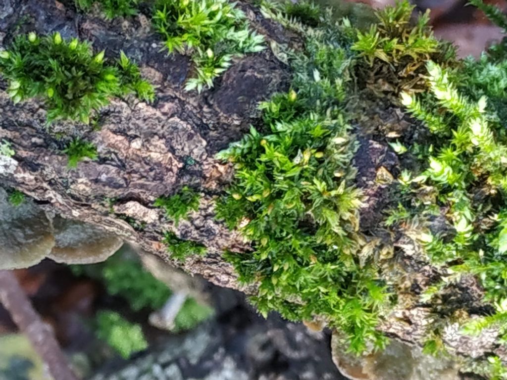 Muschio da determinare:  Orthotrichum sp.