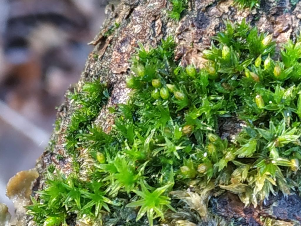 Muschio da determinare:  Orthotrichum sp.